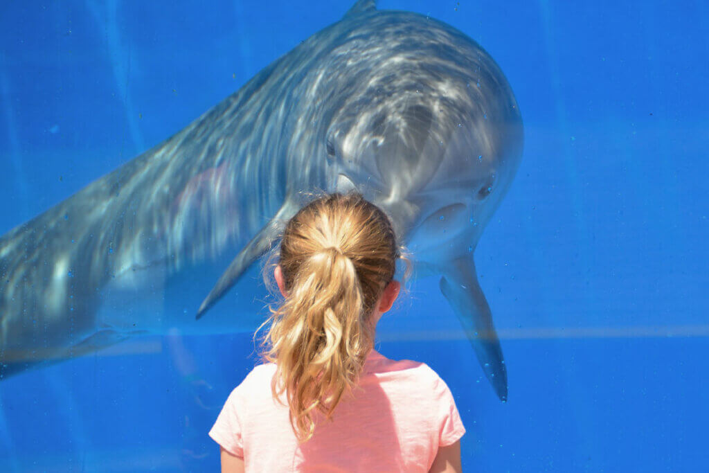Kind steht vor einem Delfin, der im Becken schwimmt