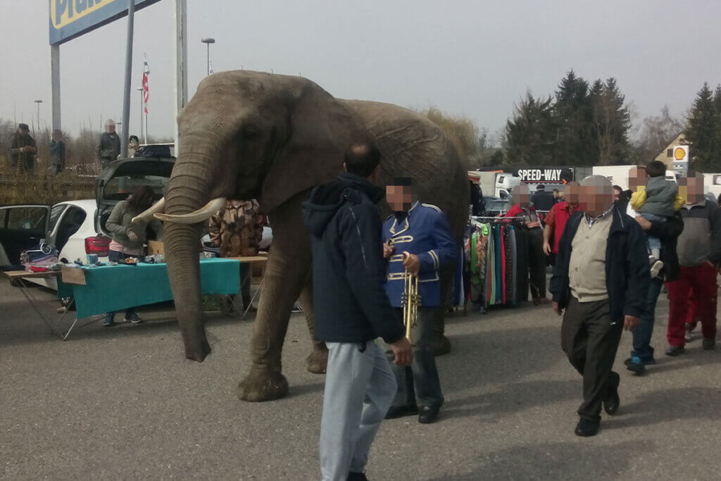 Elefant laeuft mit Zirkusdirektor ueber Flohmarkt