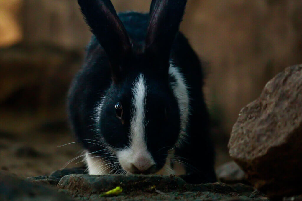 Ein schwarz-weisses Kaninchen steht in einem Aussengehege und schnueffelt am Boden.