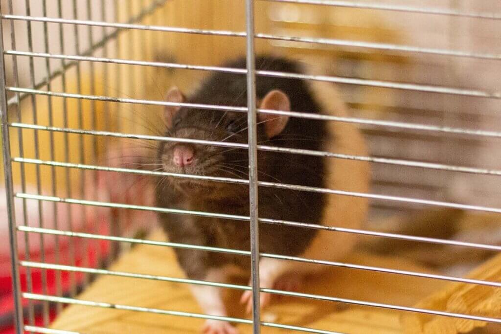Eine schwarz-weisse Ratte steht in einem Kaefig und schaut raus.