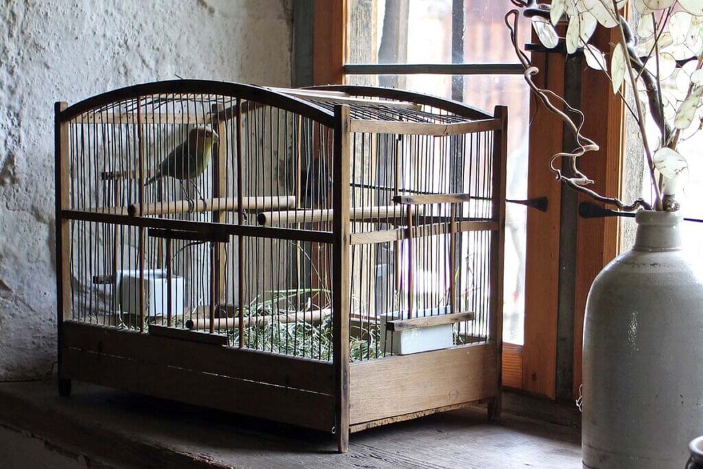 Ein Vogel sitzt in einem viel zu kleinen Holzkaefig auf einer Fensterbank.