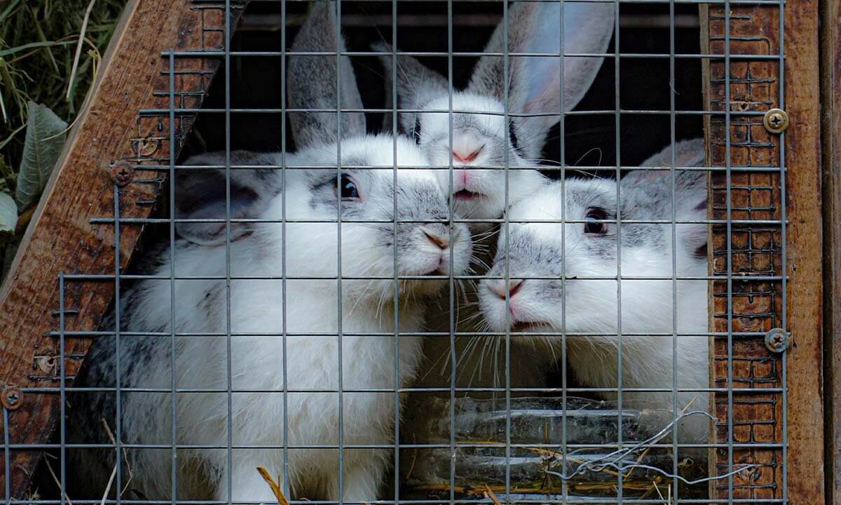 Drei weiss-graue Kaninchen schauen aus einem engen Kaefig heraus.