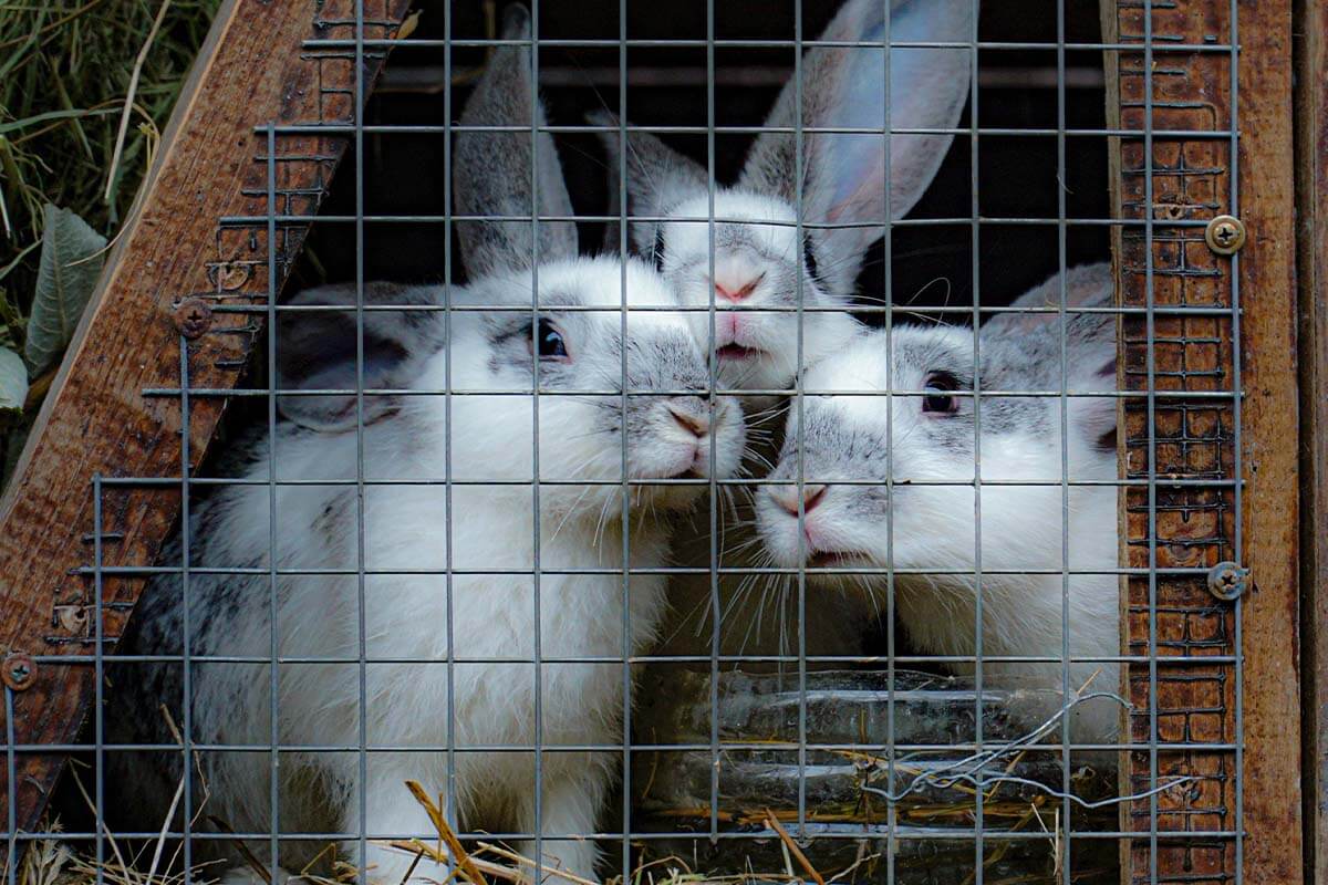 Drei weiss-graue Kaninchen schauen aus einem engen Kaefig heraus.
