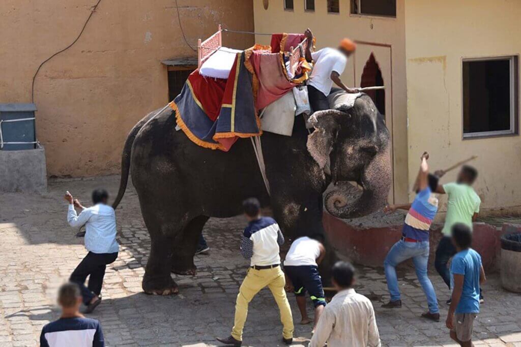 elefant wird geschlagen