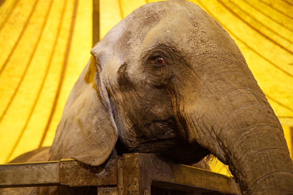 Elefant im Gehege vom Zirkus Voyage