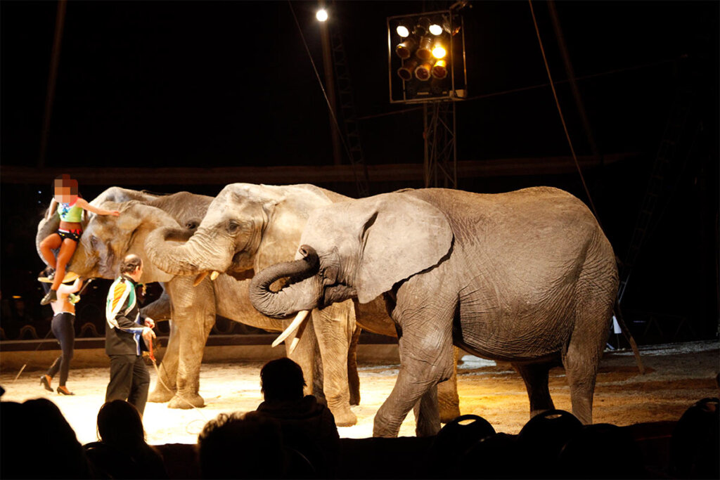 Elefanten in der Zirkus Manege