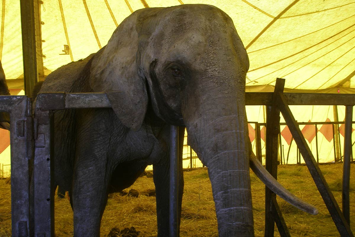 Circus Voyage: So sehr litt Elefant Mausi in ihren letzten Stunden