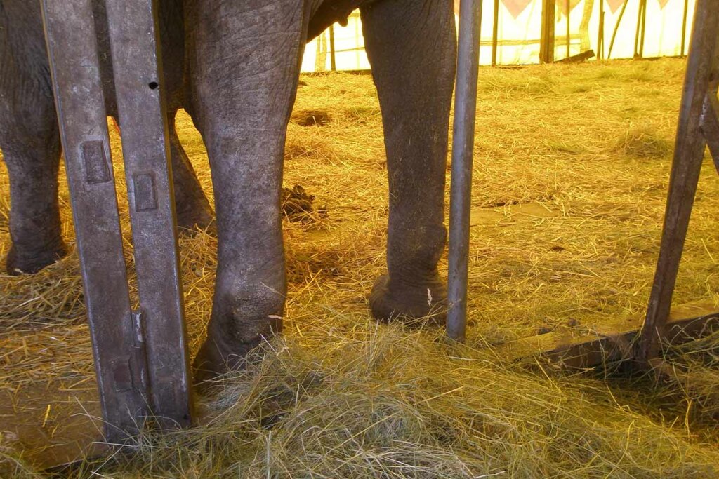 Elefantenkuh vom Zirkus mit Arthrose