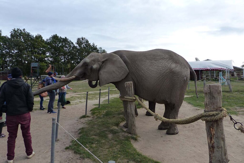 Elefant auf dem Elefantenhof