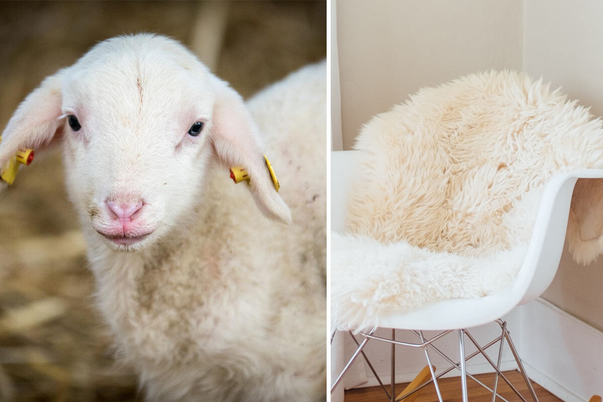 Lammfell: So leiden Schafe und ihre Babys für die Felle