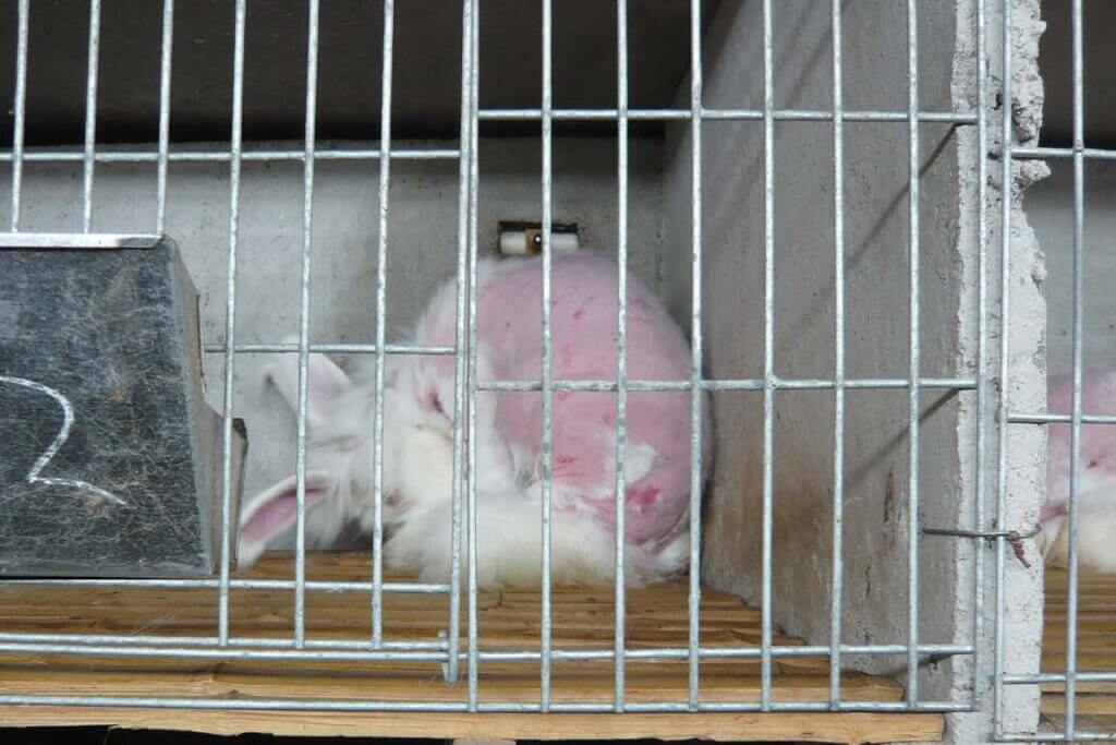 Un lapin tondu est recroquevillé dans la cage