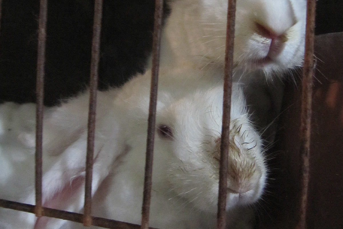 Angora: So qualvoll leiden Kaninchen für Angorawolle