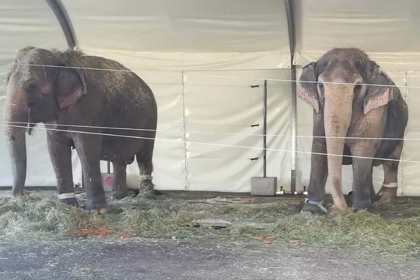 Zwei graue Elefanten sind ueber ihr Bein mit einer Kette an den Boden angebunden und stehen in einem Zelt hinter einer Absprerrung.