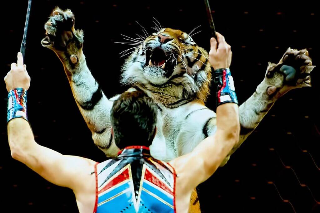 Dompteur zaehmt Tiger