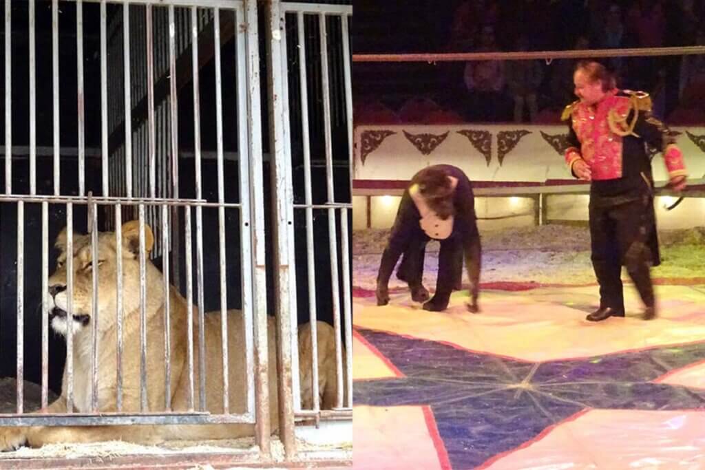 Ein Zusammenschnitt zweier Bilder. Das Erste zeigt eine Löwin in einem kleinen Käfig gelangweilt liegend und das zweite einen Affen in der Manege, welcher von einem Dompteur aufgefordert wird vor der Menschenmenge Tricks aufzuführen.