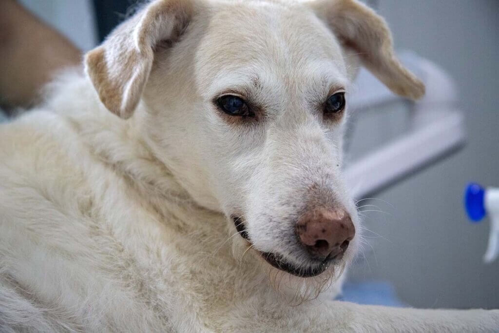 hund