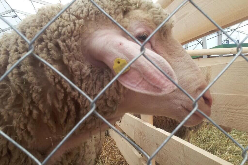 Schaf im Stall