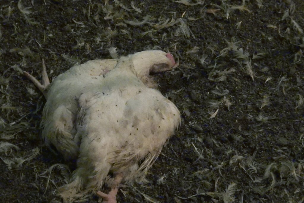 Totes Huhn in einer Mastanlage