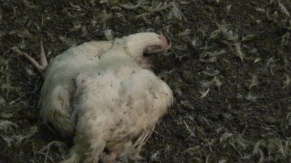 Totes Huhn in einer Mastanlage
