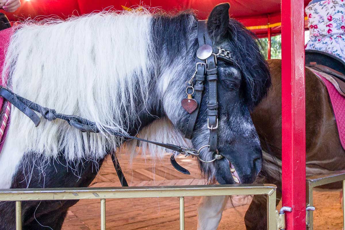 Ponykarussells auf Jahrmärkten: Tierquälerei für den Profit