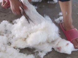 Person schneidet Angorakaninchen die Wolle ab und tritt auf ihre Ohren