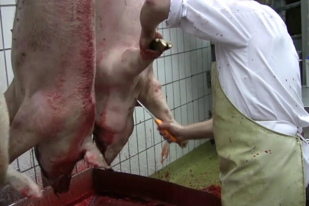 Mitarbeiter im Schlachthof schneidet einem Schwein in die Halsschlagader