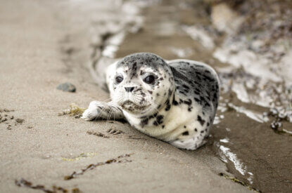 Eine schwarz gefleckte Robbe liegt am Strand am Wasser.