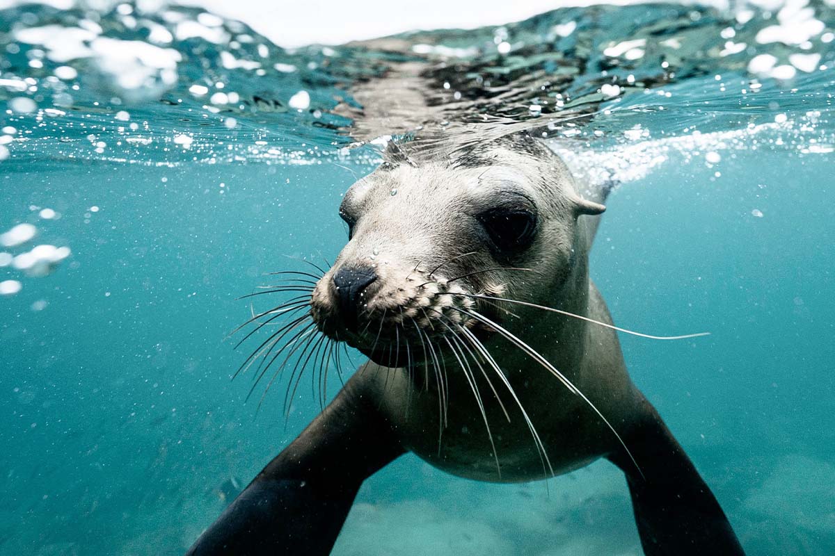 Eine Robbe schwimmt im Wasser.