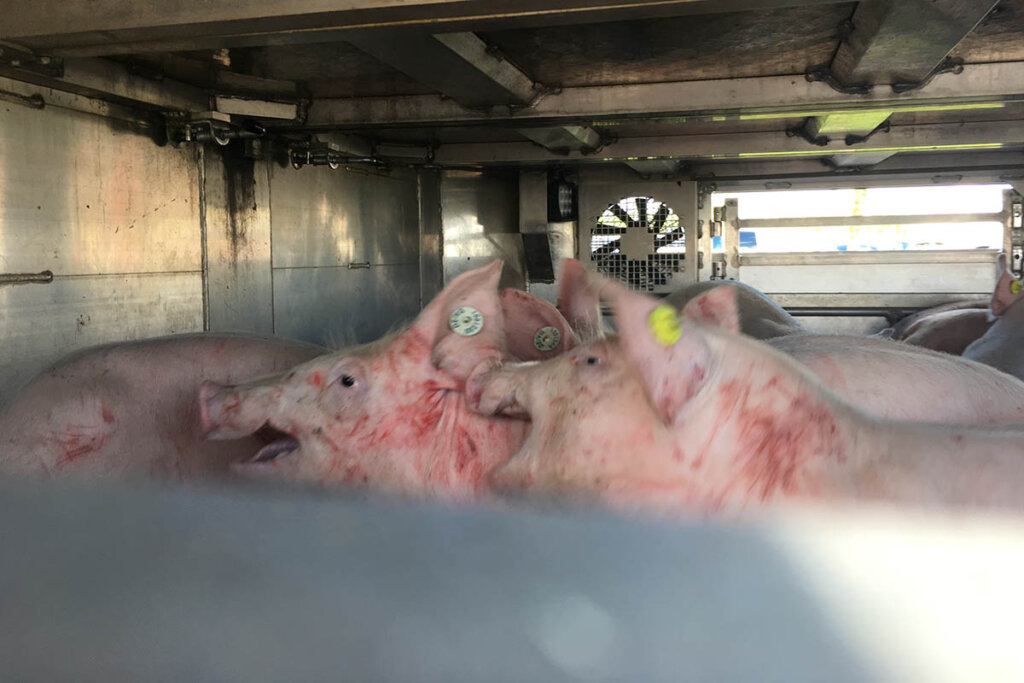 Schweine im Tiertransporter