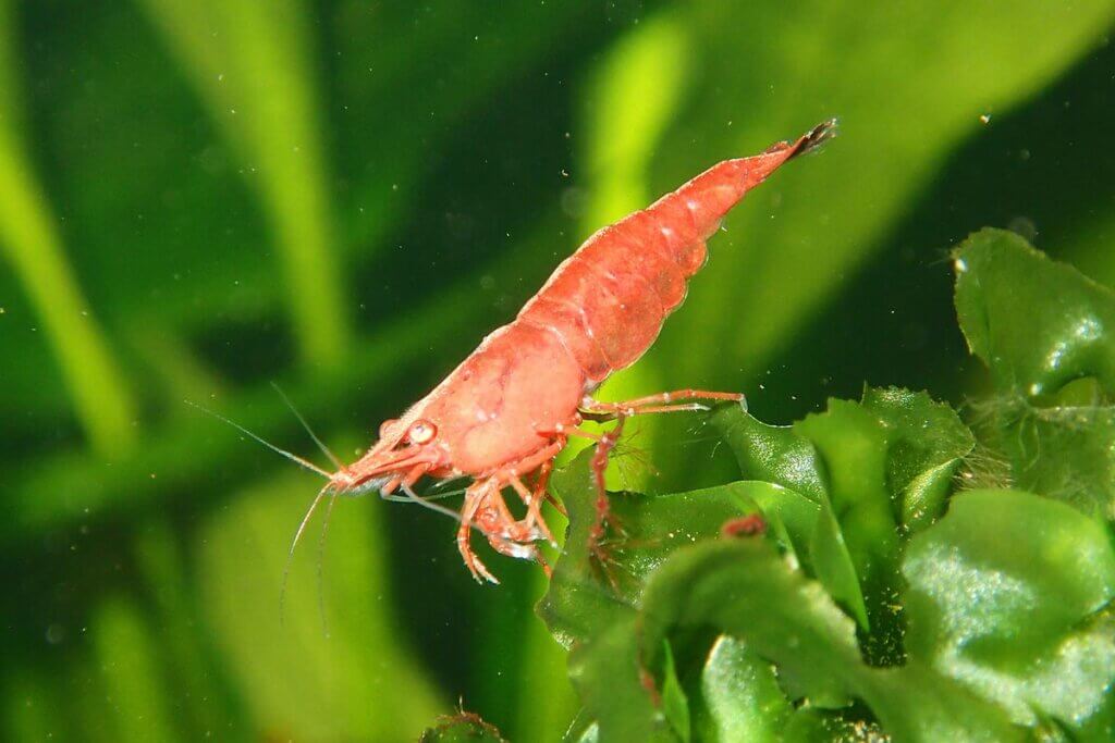 Garnele im Wasser