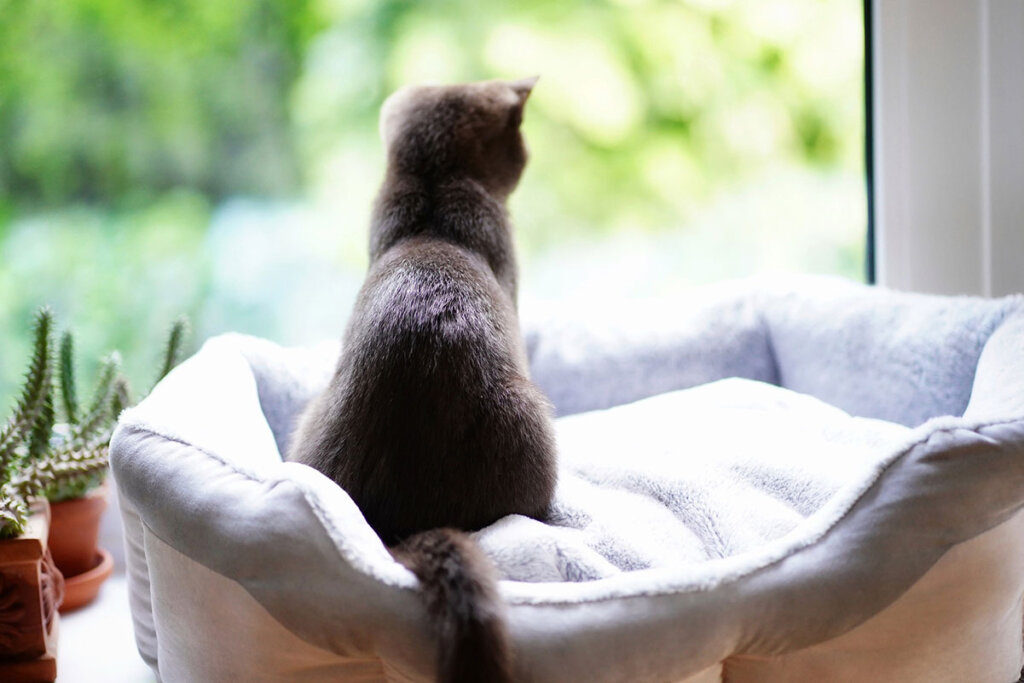 Katze sitzt im Korb vorm Fenster