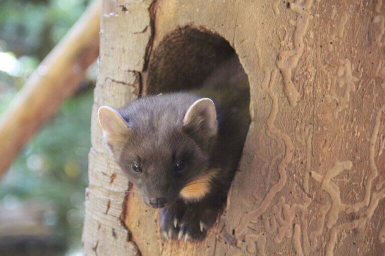 Was hilft gegen Marder im Garten und Dach? PETA