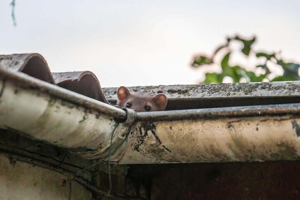 Was hilft gegen Marder im Garten und Dach? PETA
