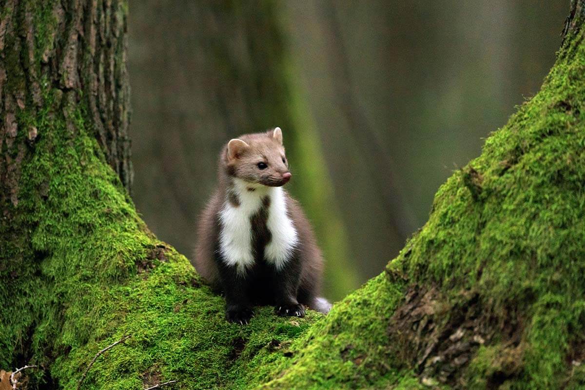 Was hilft gegen Marder im Garten und Dach? PETA