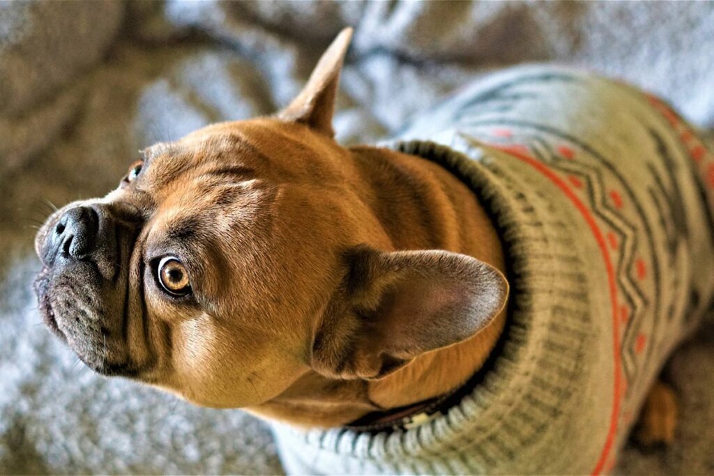 Französische Bulldogge