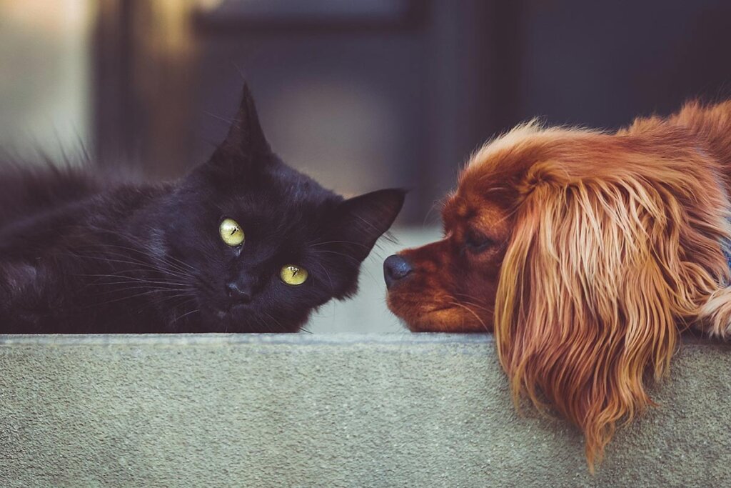 Katze und Hund liegen auf einem Stein