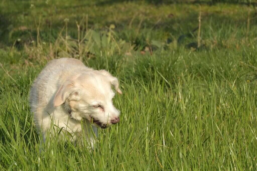 Hund frisst Gras