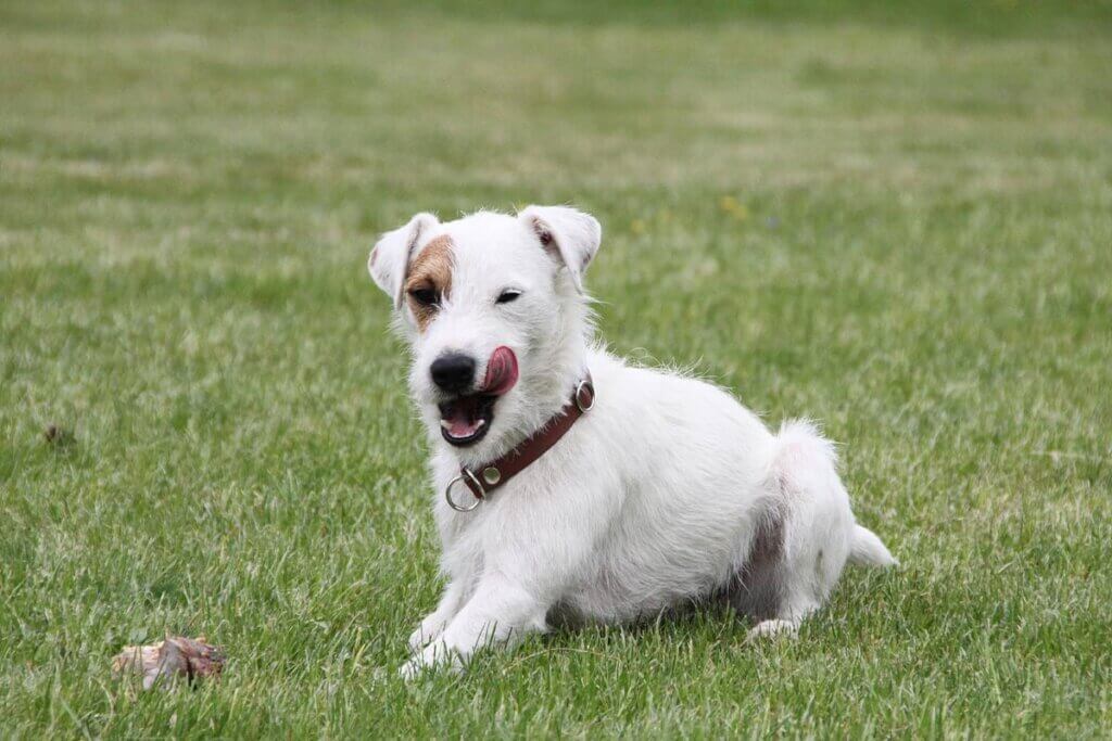 Hund liegt im Gras und leckt sich über die Schnauze