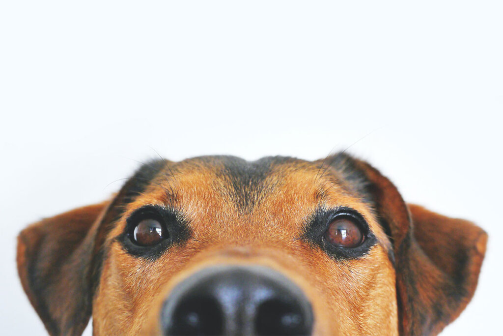Hundeschnauze