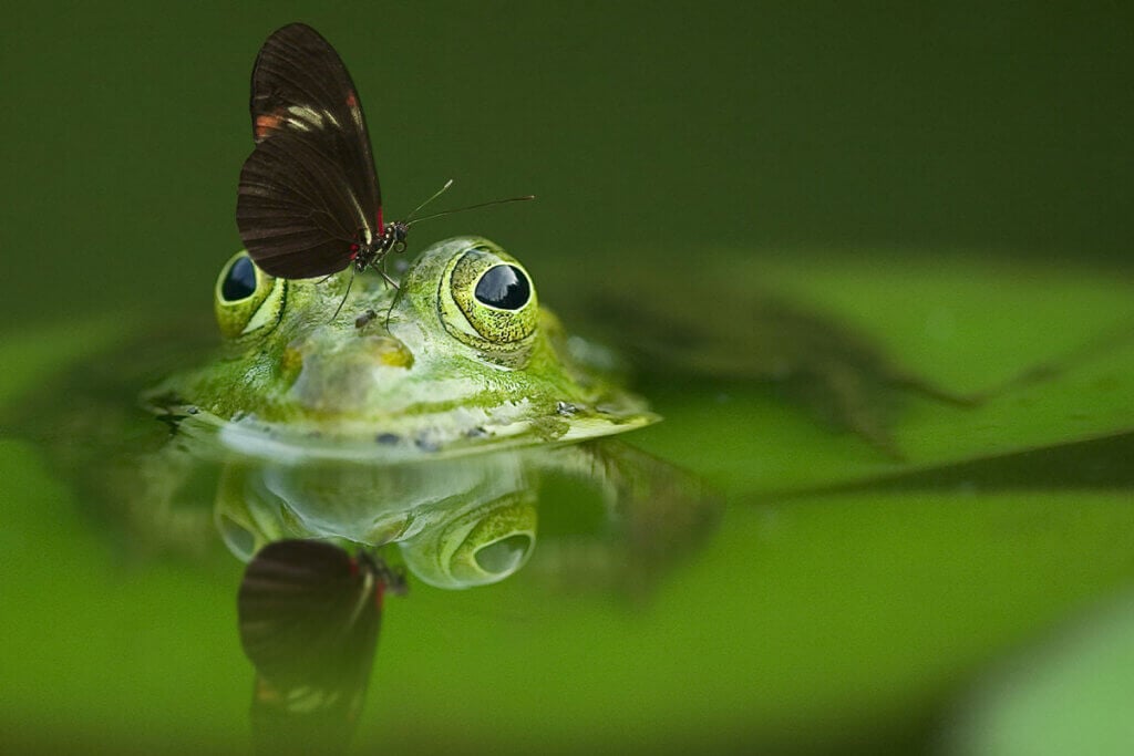 Frosch im Teich