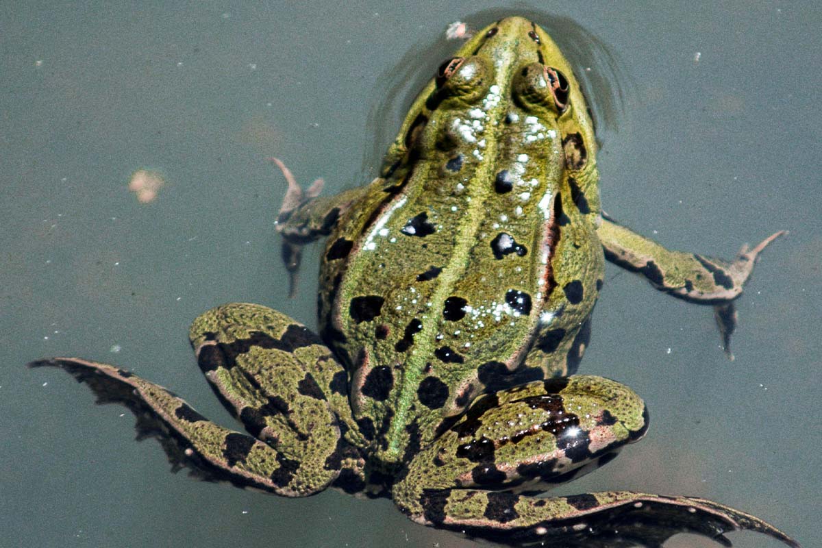 Froschschenkel: Enormes Tierleid & Folgen für die Umwelt