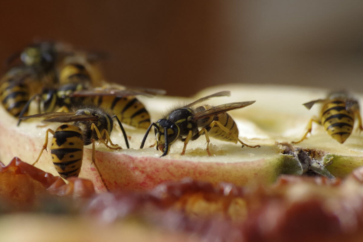Wespen vertreiben: Die besten Tipps zum Umgang mit Wespen