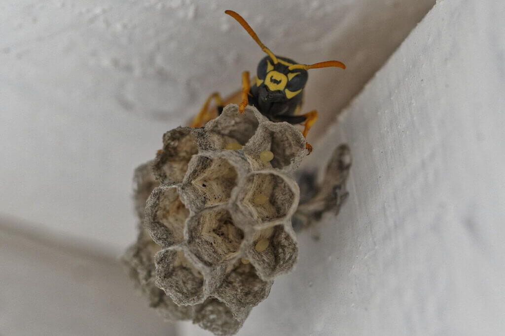 Wespe beginnt Nest zu bauen