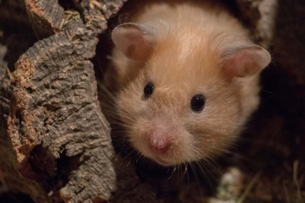 Ein goldgelber Hamster schaut aus einem Holzstamm heraus.