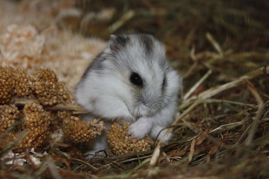 Ein grau melierter Hamster isst eine Hirsestange im Heu.