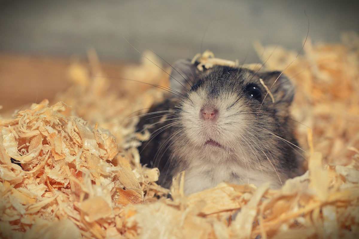 Hamster kaufen – 10 Dinge, die Sie unbedingt beachten sollten