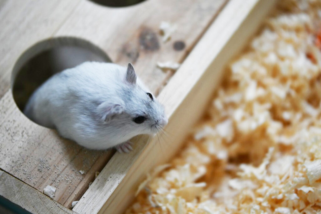 Ein grauer Hamster schaut aus einem Holzkasten, der im Stroh steht.