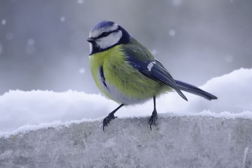 blaumeise im schnee