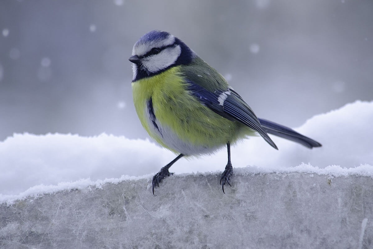 Vögel im Winter: So können Sie Wintervögeln helfen
