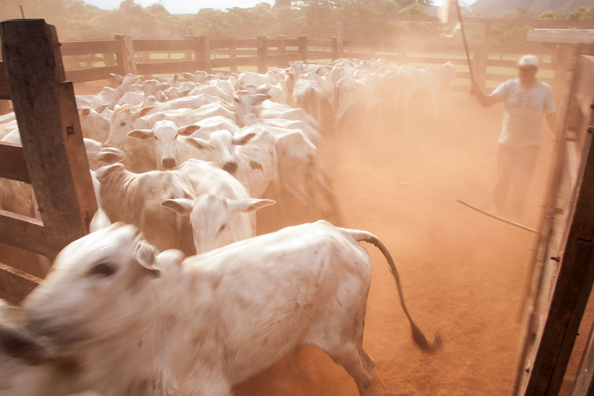 Ein Mann treibt eine Herde Rinder durch ein Gatter.